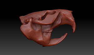 beaver castor skull 3d model