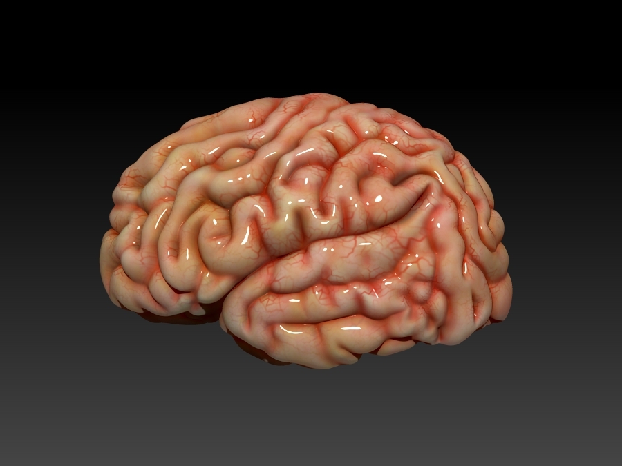 脑3d模型