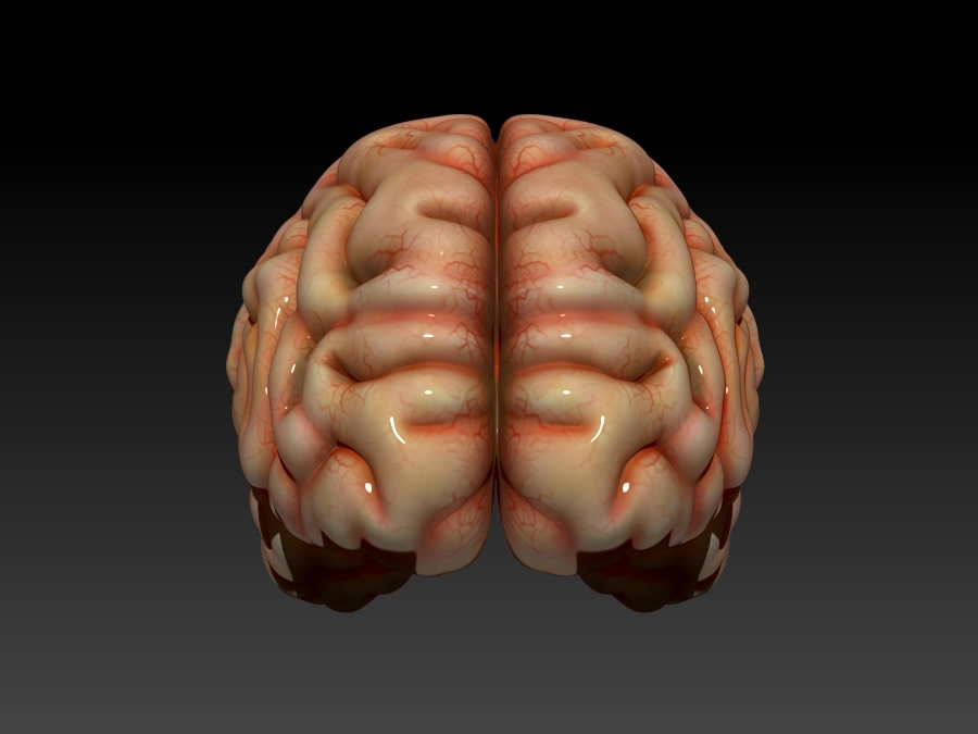 脑3d模型