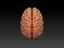 human brain obj