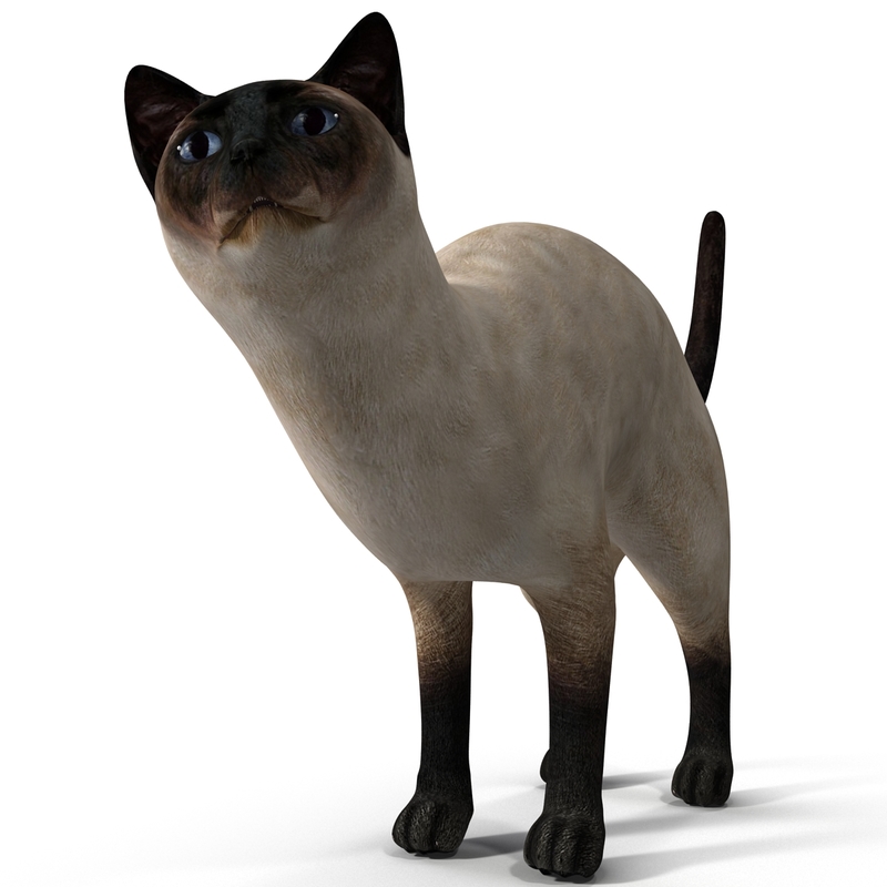 3d siamese cat pose 4 model