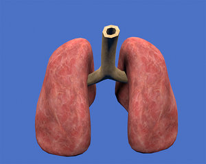 3d model lungs