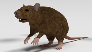 3d rat animals