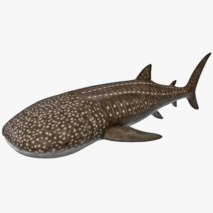 3d whale shark 2 model