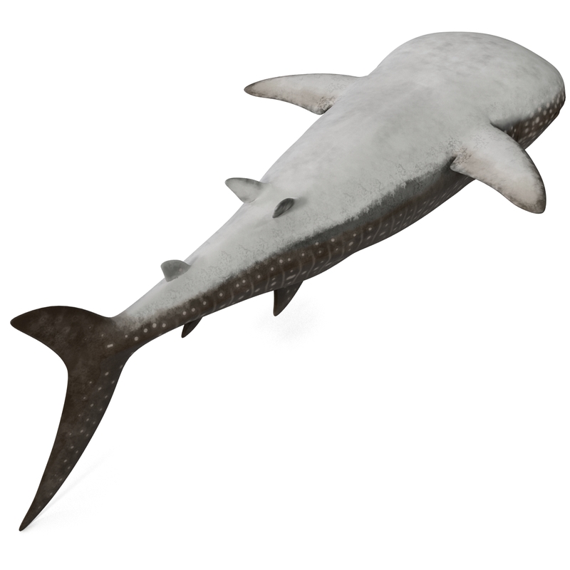 3d whale shark 2 model