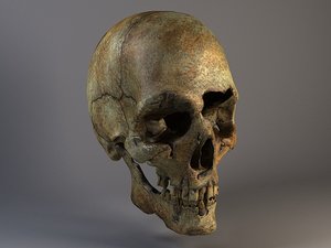 bones old man skull human 3d c4d