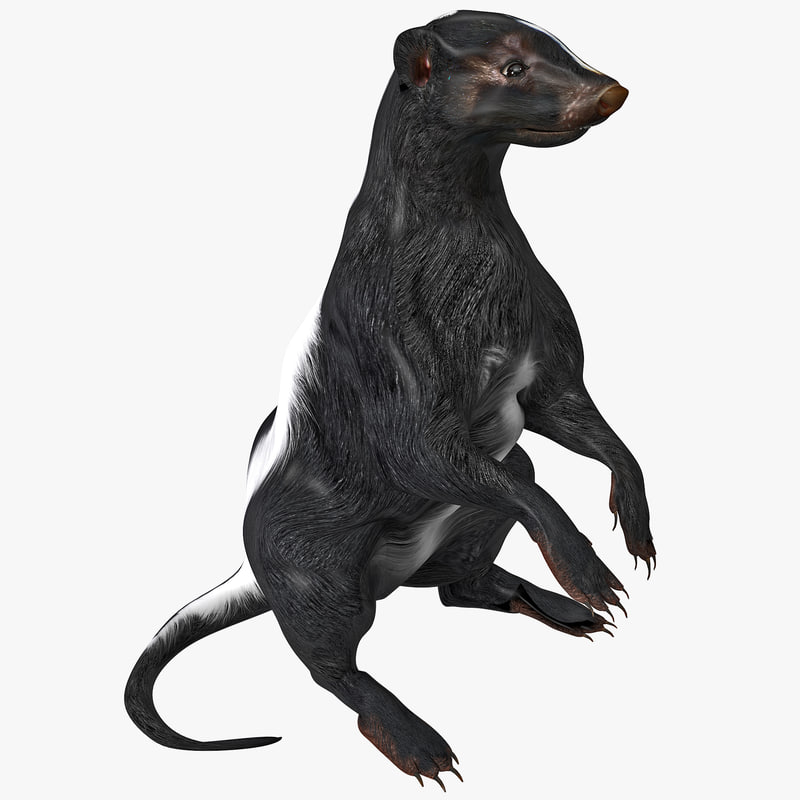 skunk pose 4 3d model