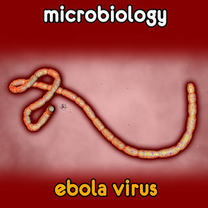 3d ebola virus