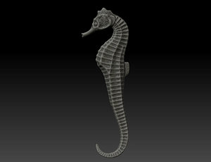 3d model seahorse hippocampus sea