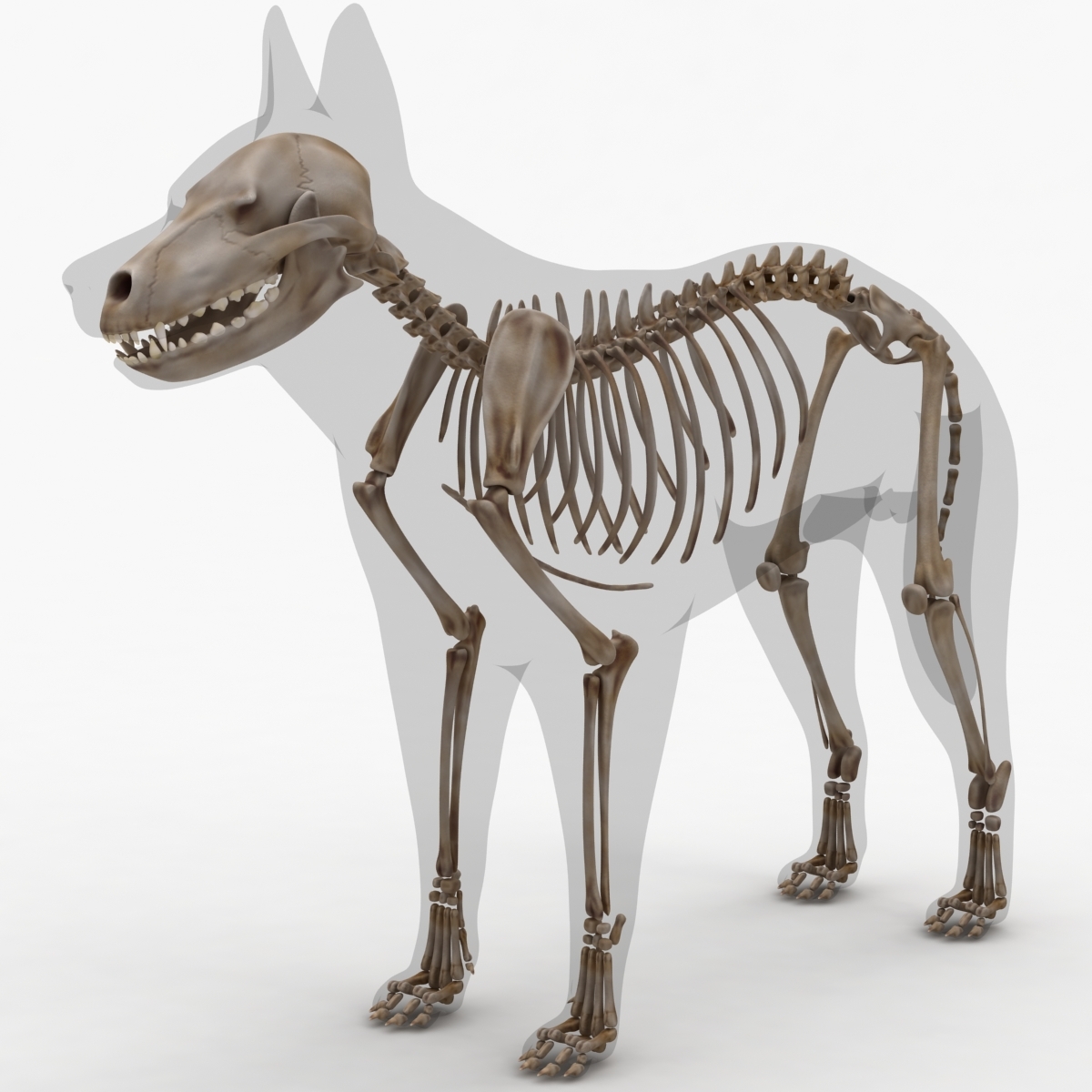 3d dog anatomy free