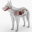 3d model dugm01 dog anatomy male female