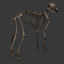 3d model dugm01 dog anatomy male female