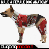 dog anatomy 3d male female turbosquid igloo skeleton uterus models textured max human man 2966