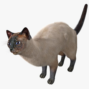 3d model of siamese cat pose 4