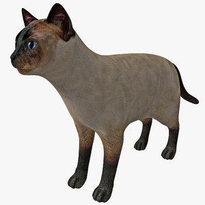 siamese cat rigged 3d model