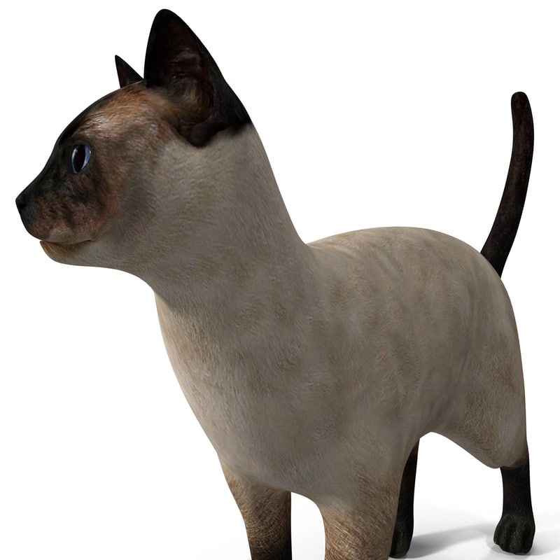 siamese cat rigged 3d model