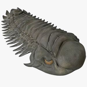 trilobite fossil 2 3ds