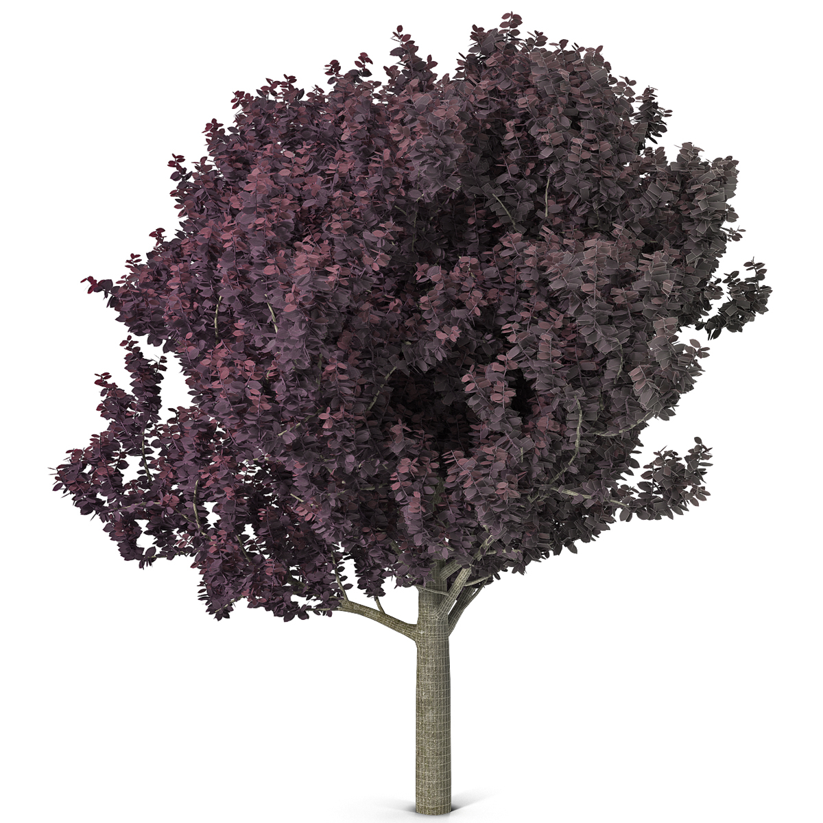 3dsmax Purple Leaf Plum Tree