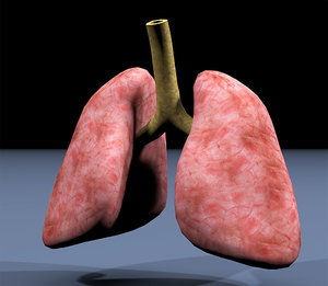 3dsmax lungs