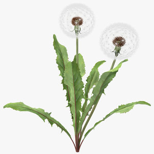 dandelion seed head plant max