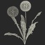 dandelion seed head plant max