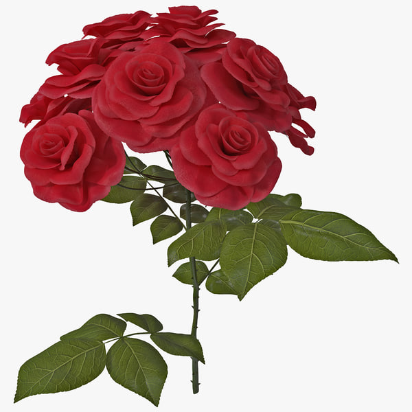 Rose Hotel