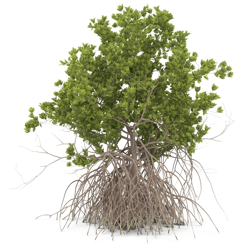 3ds max mangrove tree