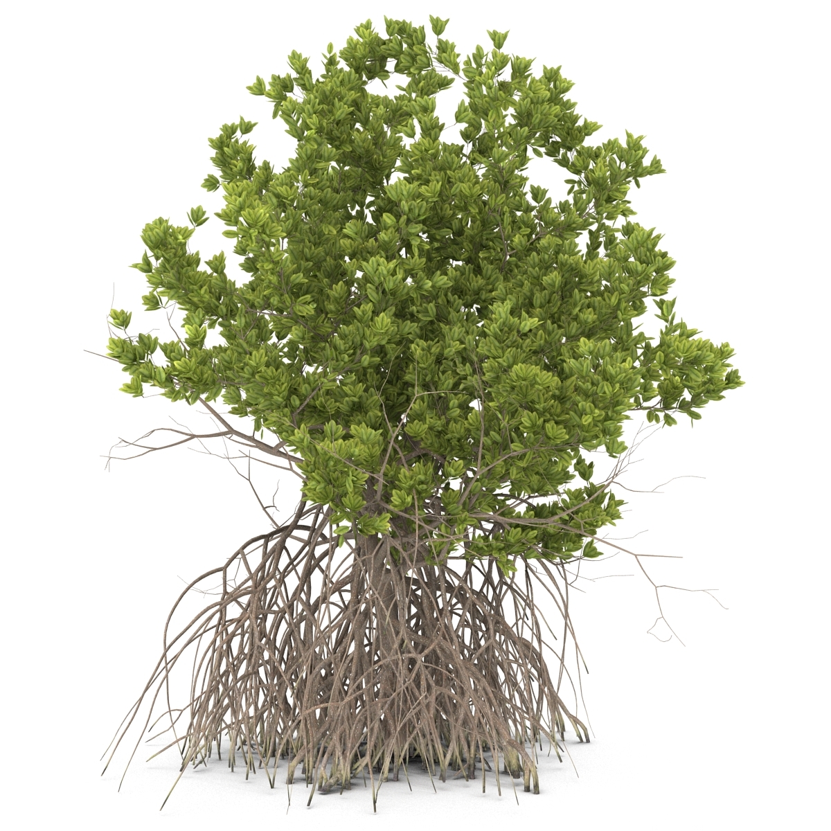 3ds max mangrove tree