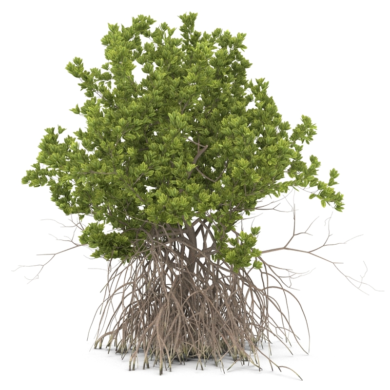 3ds max mangrove tree