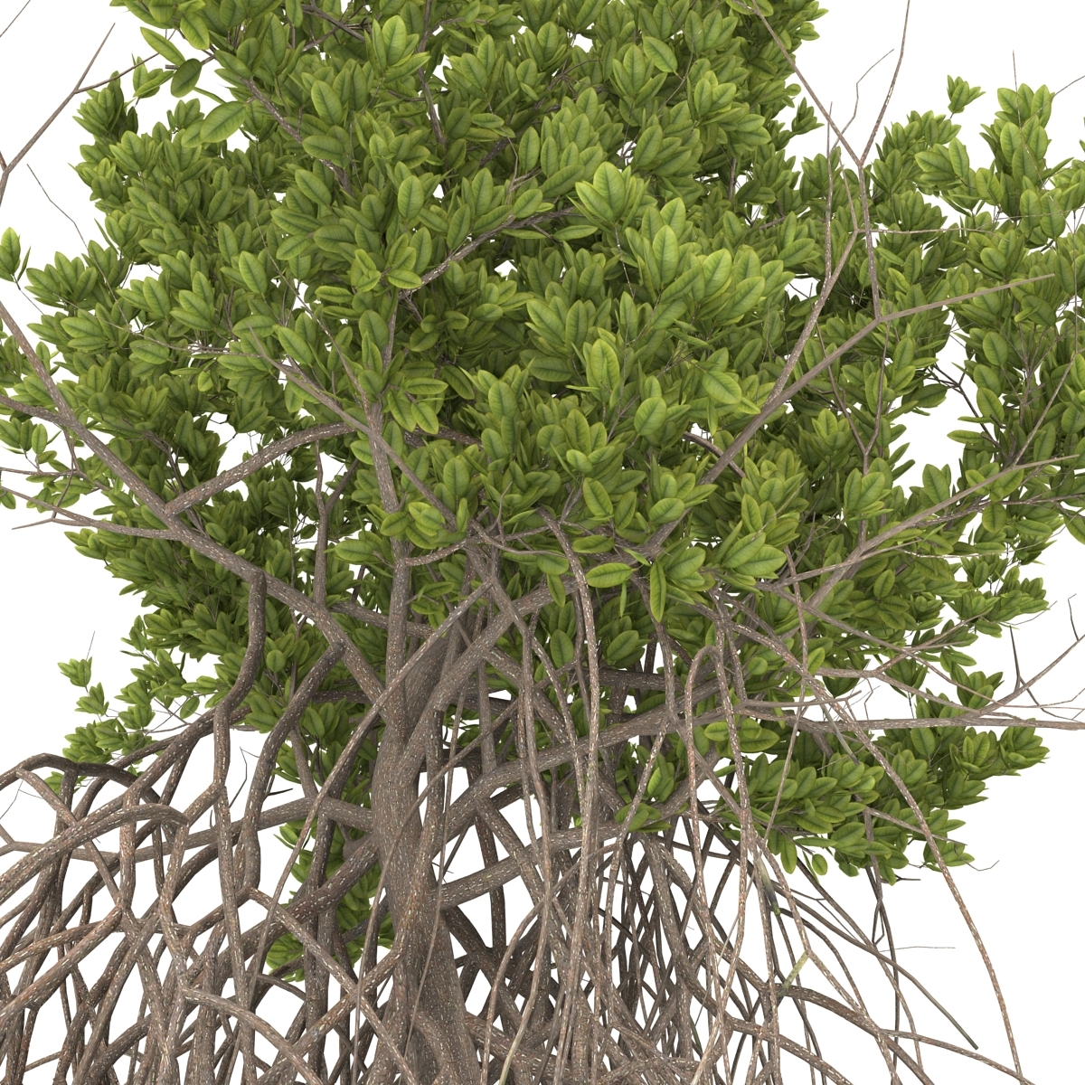3ds max mangrove tree