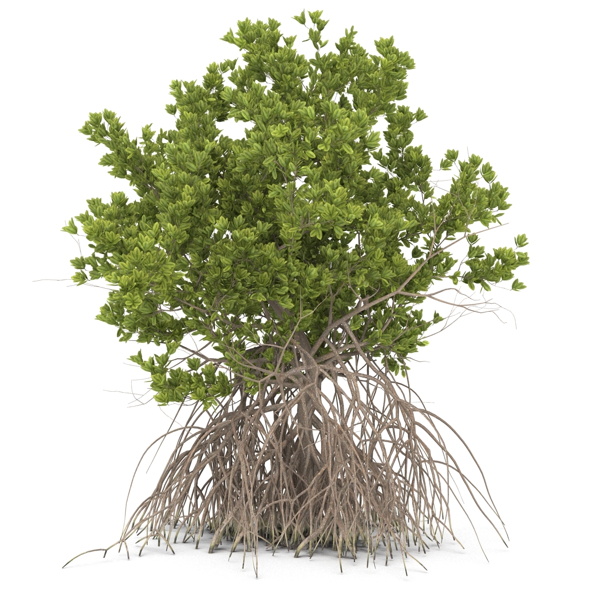 3ds max mangrove tree