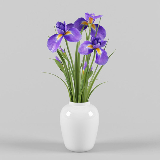  iris  vase 3d  model 
