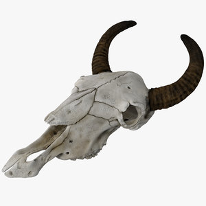 cow skull max
