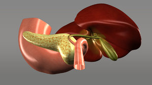 digestive humans stomach 3d model