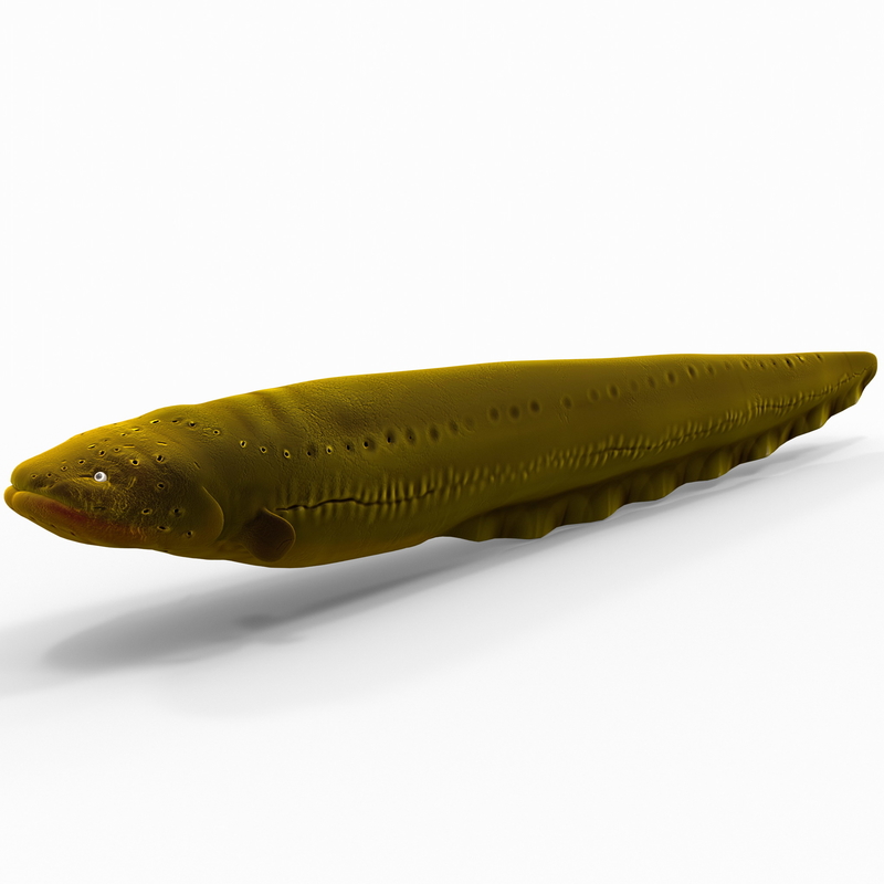 electric eel 3d 3ds