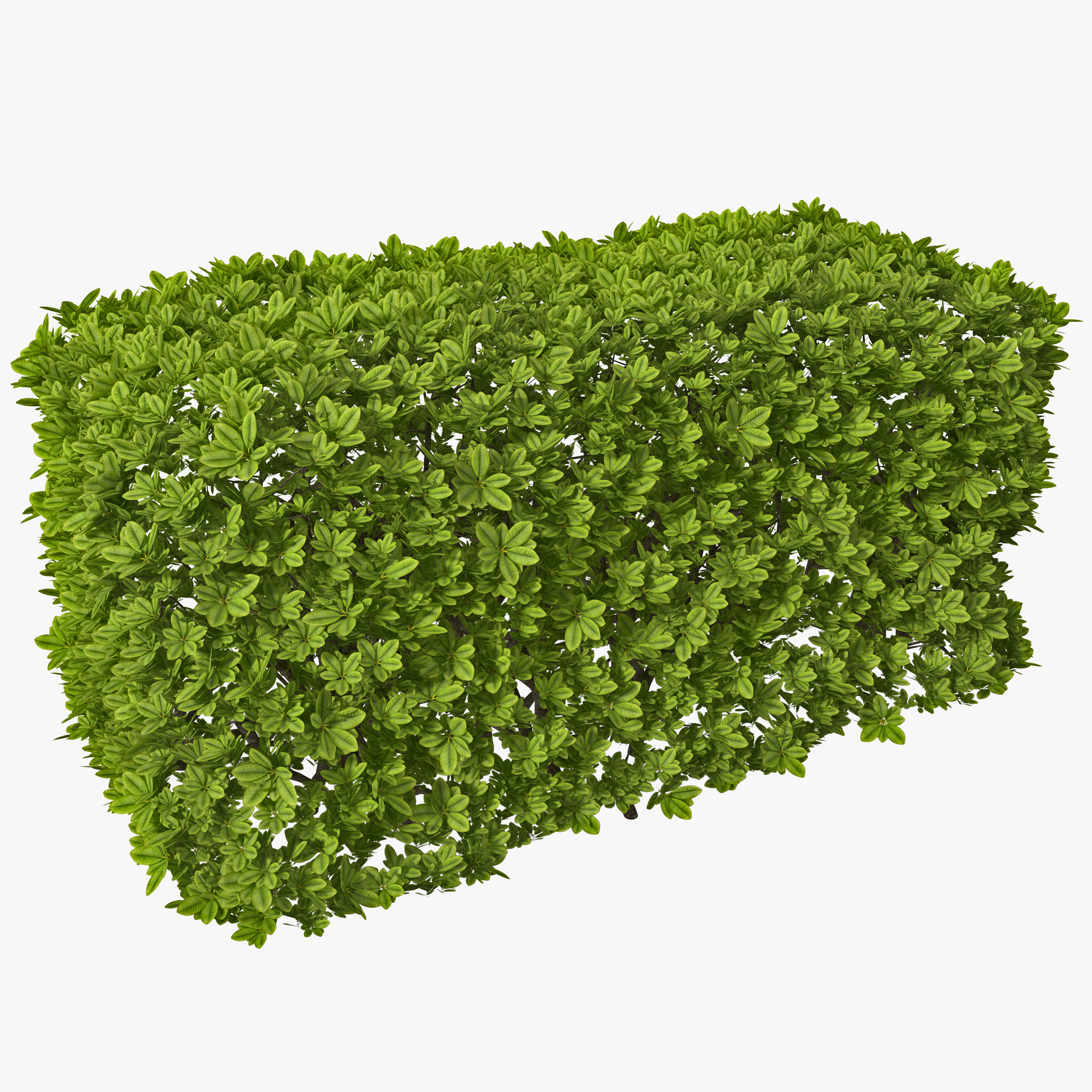 3d rectangular box hedge model