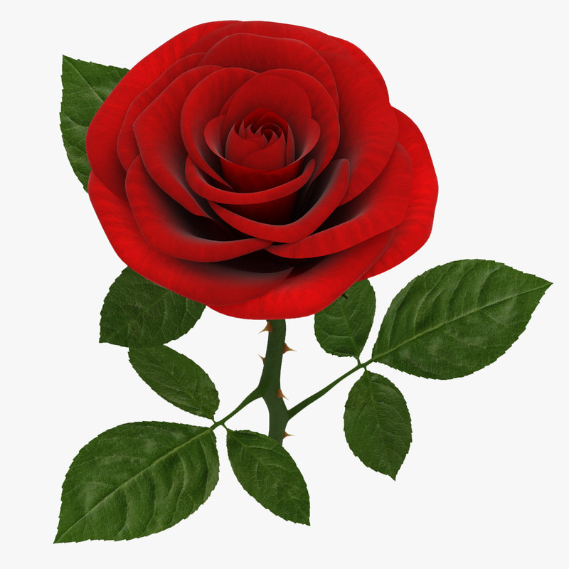 rose branch red 3d model