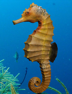 3d model seahorse horse sea