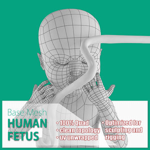 base mesh human fetus max
