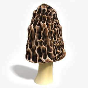 morel mushroom 3d model