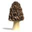 morel mushroom 3d model