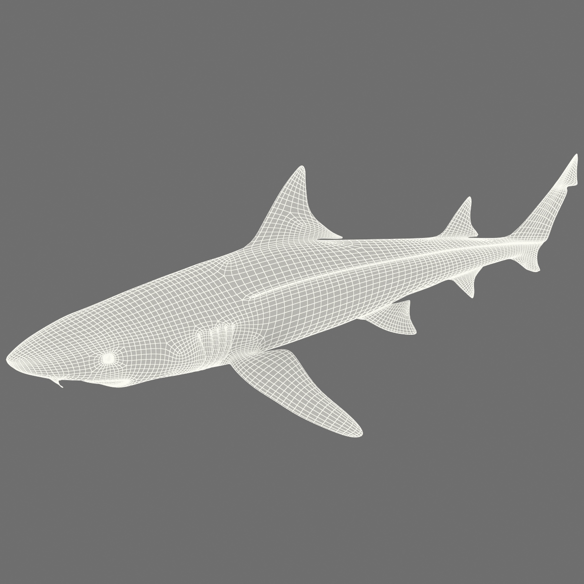 3d model leopard shark