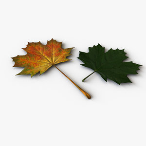 3d model maple leaves