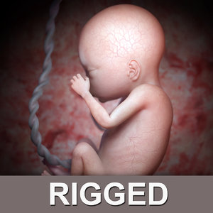 rigged fetus 3d obj