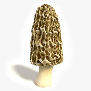 yellow morel mushroom 3ds