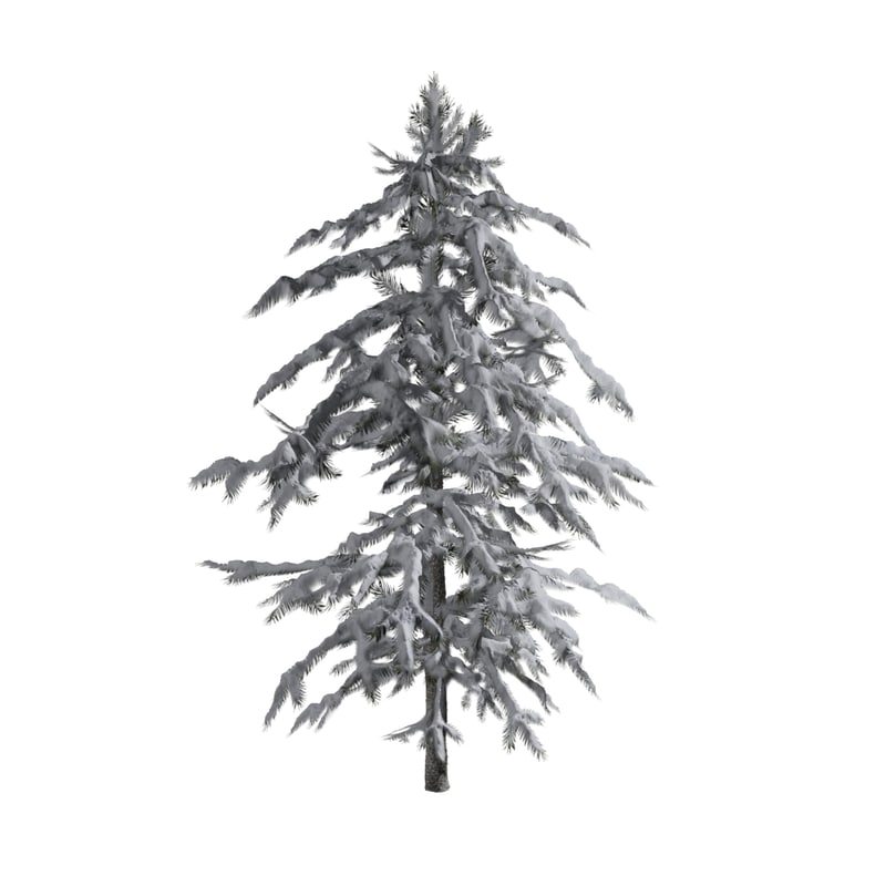 pine tree covered snow max