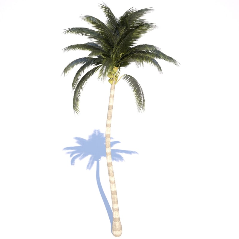 3d model coconut palm tree