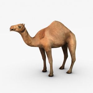 3d camel