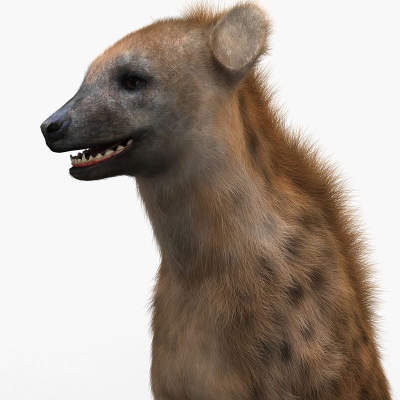 3d hyena pose 3 fur model