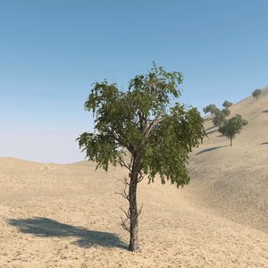 3d ghaf tree model
